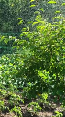 Küçük yeşil meyve ağacı bir hortumdan sulanır. Sıcak yaz havasında meyve bahçesine bakıyorum. Dikey video