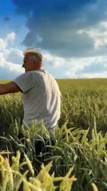Yaşlı erkek çiftçi olgun mısırlarla dolu tarlanın yanından geçiyor. Adam dikenlere dokunmak için kollarını yana açmış. Dikey video
