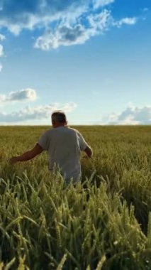 Sıcak yaz güneşinin altında muazzam bir tahıl tarlası. Yaşlı adam arpa tarlasının yanından geçiyor. Dikey video