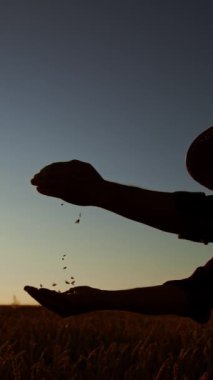 Batan güneşin son ışınlarıyla aydınlatılmış şapkalı bir adamın karanlık silueti. İnsanoğlu buğday tanelerini mavi gökyüzünün arka planına döker. Dikey video