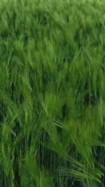 Kırsal alanların havadan görünüşü. Tarım buğday tarlasının havadan görünüşü