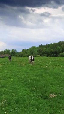 Güzel yeşil çayırda elinde beyaz çiçeklerle duran birkaç inek. İHA yaklaşırken siyah ve beyaz inek sıçrıyor. Dikey video
