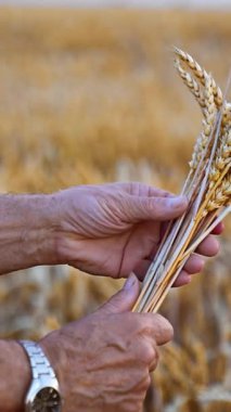 Yaşlı erkeklerin elinde bir buğday tohumu. Dikenleri tutan çiftçi tarladan topladı. Dikey video