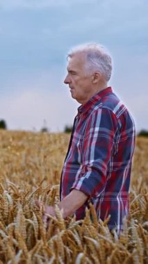 Kareli gömlekli sakin beyaz adam beline kadar buğday tarlasında. Çiftçi tarlasını okşayarak yürüyor. Dikey video