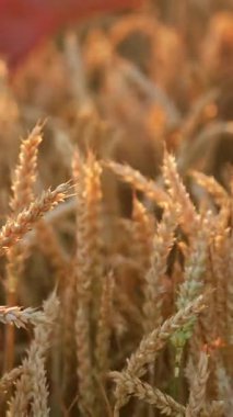 Tanımlanamayan yaşlı erkek eller olgun kuru buğday kulaklarını okşuyor. Çiftçi mısır mahsulünü sevgiyle okşar. Dikey video