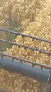 Buğday hasadını toplamak. İşlem görünümü birleşimin içinden toplanıyor