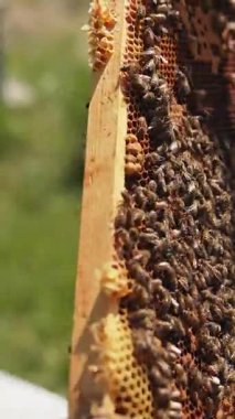 Arı ve bal ile çerçevelenmiş. Emekleyen ve çalışan böceklerle dolu bir çerçeveyi elinde tutan bir Apiarist. Yakın plan. Arıcılık konsepti. Dikey video