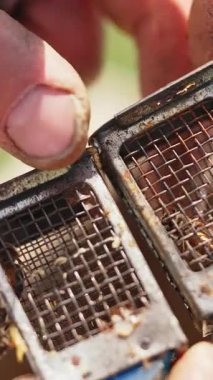 Küçük metal kutuda arı rahmi var. Kraliçe arılarla dolu küçük kafesler tutan deneyimli bir arı yetiştiricisinin eli. Arıcılık konsepti. Dikey video