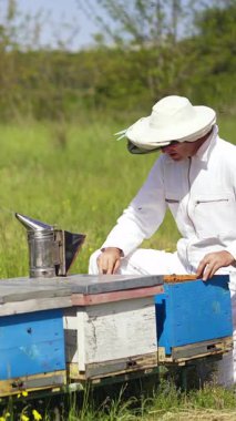 Arı yetiştiricisi yazın arıları denetliyor. Birçok arı uçar ve arıya polen taşır. Yeşil doğa arka planında ahşap arı kovanları yakınında bir Apiarist. Dikey video