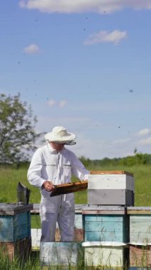 Apiary yazın sahada. Koruyucu kıyafetli arı yetiştiricisi yaz günü arıları inceliyor. Apiarist ahşap arı kovanlarının yanında çalışıyor. Dikey video