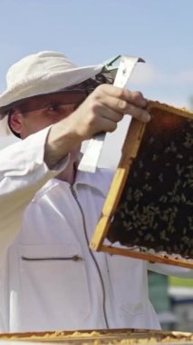 Apiarist güneşli günlerde arıları inceler. Beyaz takım elbiseli arı yetiştiricisi elinde bir çerçeveyle arı kovanına koyuyor. Apokültür konsepti. Dikey video