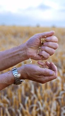Tanınmamış gömlekli bir adamın elleri olgun buğday başaklarını ovuyor. Kuru taneler erkek avucuna düşer. Kapatın. Arka plandaki alan bulanık. Dikey video