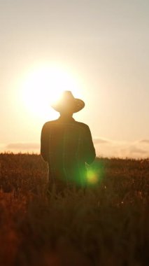Şapkalı adam gün batımında buğday tarlasında duruyor. Çiftçi mısır başaklarını alır ve tahıl almak için ovalar. Dikey video