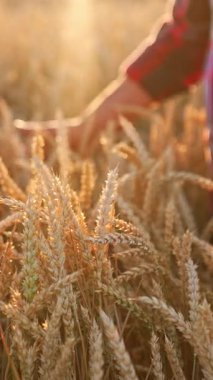 Kareli gömlekli tanınmayan bir adam buğday tarlasında beliyle ayakta duruyor. Çiftçi gün batımında olgun mısır başaklarını okşuyor. Dikey video