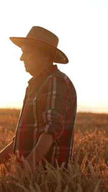 Gün batımında buğday tarlasında şapkalı kıdemli bir adam. Adam çiftlikte yürüyor mısırın kulaklarını elleriyle okşuyor. Dikey video