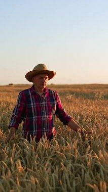 Yaşlı çiftçi beline kadar buğdayda yürür. Şapkalı adam yürürken olgun mısır kulakları okşuyor. Dikey video