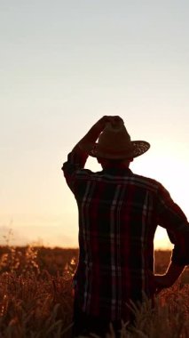 Beline kadar buğdayın üzerinde duran bir adamın dikiz görüntüsü. Çiftçi şapkasını takar ve gün batımını seyrederken kalça kısmında el ele tutuşur. Dikey video