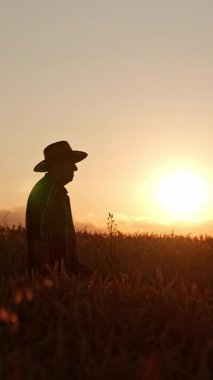 Buğday tarlasında şapkalı yaşlı adamın silueti. Çiftçi gün batımında mısır tarlasının yanından geçer. Dikey video