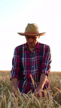 Hasır şapkalı, kareli gömlekli yaşlı çiftçi buğday tarlasında yavaşça yürüyor. Adam mısırın olgunluğunu kontrol ediyor. Dikey video