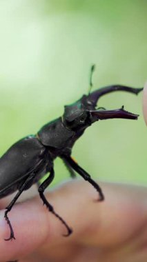 Büyük boynuzlu böcek. Bir elde geyik böceği. (Lucanus cervus) Dikey video