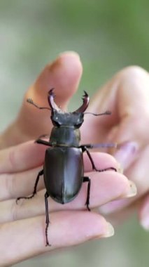 Geyik Böceği (Lucanus cervus). Erkek geyik böceği. Böcek insan eli boyunca sürünüyor. Dikey video