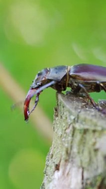 Ağacın üzerinde sürünen bir geyik böceği. Ormanda nadir bulunan böcekler. (Lucanus cervus). Dikey video