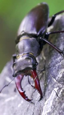 Geyik Böceği (Lucanus cervus). Yaşlı ağaçtaki böcek geyik böceği. Dövüş böceği dikey videosu