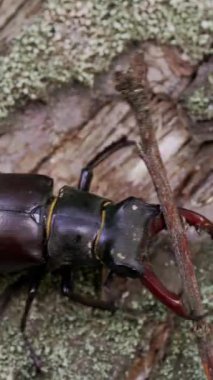 Geyik Böceği (Lucanus cervus). Yaşlı ağaçtaki böcek geyik böceği. Dövüş böceği dikey videosu