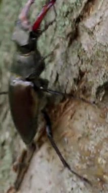 Büyük bir böcek olan Lucanus Cervus bir ağacın kabuğunda sürünür. Savaşçı böcek. Geyik Böceği Dikey Videosu