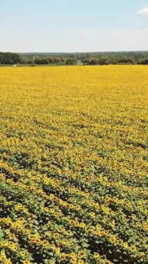 Ayçiçeği tarlası. Tarım. Ayçiçeklerinin hava görünümü Dikey video