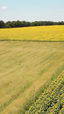 Güzel sarı ayçiçeği tarlasının hava manzarası, kırsal alan dikey video
