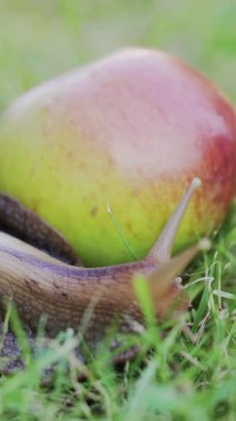 Bahçede sürünen büyük bir salyangoz. Dev salyangoz Achatina en büyük kara yumuşakçası dikey videosudur.