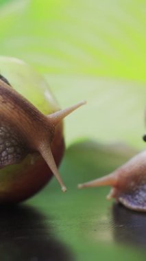 Dev Afrika kara salyangozları (Achatina fulica). Salyangoz elmanın üstünde oturuyor. Dikey video