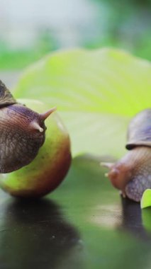 İki Achatina salyangozu birbirine sürtünüyor. Büyük Afrika salyangozları Achatina Fulica. Dikey video