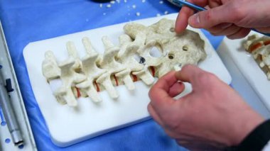 Erkek eller, beyin cerrahisinde göstermek için omurga modelini kullanır. Kapatın. Kukla kaldırıldı..