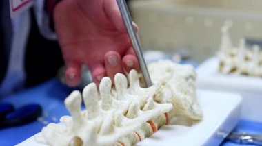 Sinir cerrahisi, omurga modelinin küçük parçalarını kesmek için kullanılır. Kapatın. Cerrahi aletin kullanımı gösteriliyor.