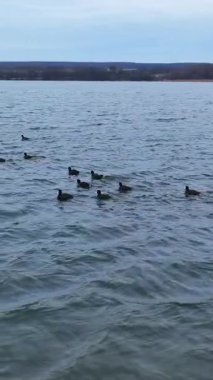 Kuş vahşi doğa manzaraları. Ördeklerin üzerinden uçmak doğal göç. Dikey video