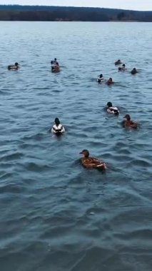 Doğa manzarası manzarası. Deniz suyunun üzerinde güzel göçmen kuşlar. Dikey video