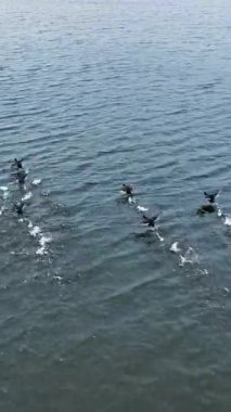 Deniz suyunun üzerinde güzel göçmen kuşlar. Doğa manzarası manzarası. Dikey video