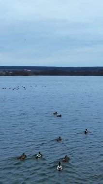 Ördeklerin üzerinden uçmak doğal göç. Kuş vahşi doğa manzaraları. Dikey video