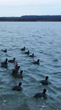 Doğadaki büyük kuş sürüsünün üzerinde uçmak. Göldeki ördeklerin havadan görünüşü. Dikey video