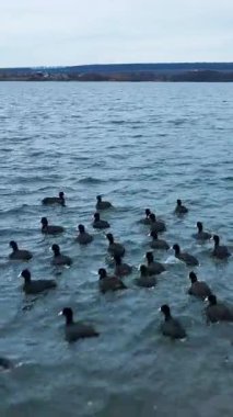 Göldeki ördeklerin havadan görünüşü. Doğadaki büyük kuş sürüsünün üzerinde uçmak. Dikey video