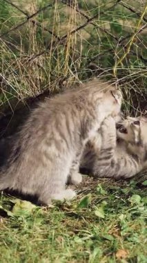 Yavru kediler birlikte oynuyor. Bahçede oynayan iki sevimli kedi yavrusu Dikey video