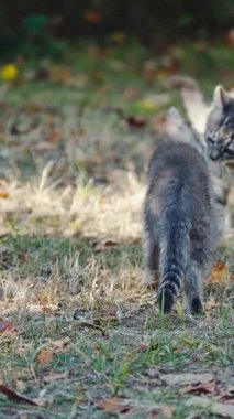 Oynayan iki sevimli kedi yavrusu. Kedilerin en iyi arkadaşları açık havada dikey video oynuyorlar.