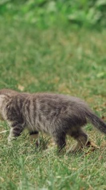 Dışarıda oynayan komik kedicikler. Bahçede oynayan iki mutlu kedi dikey video