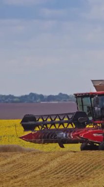 Tarlada çalışan hasat makinesini birleştirin. Çiftlikteki olgunlaşmış buğdayı dikey videoda birleştirin