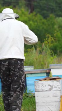 Yaz günü arıcıda arı yetiştiriciliği. Arı kovanında çalışan bir adam. Apiculture. Arıcılık konsepti. Dikey video