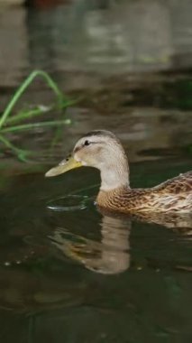 Nehirde yüzen iki vahşi ördek. Suda bulunan yosunları yiyen bir çift yaban ördeği. Dikey video