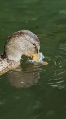Sakin nehirde hoş bir yaban ördeği. Yaban ördeği yemek için ördek otu arıyor. Kapatın. Dikey video
