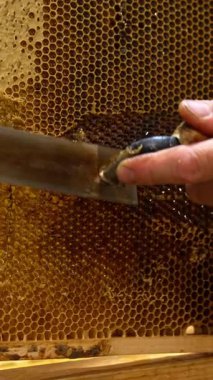 Balmumu organik bal çiftliği. Tahta arı kovanı balmumu hasadı. Dikey video